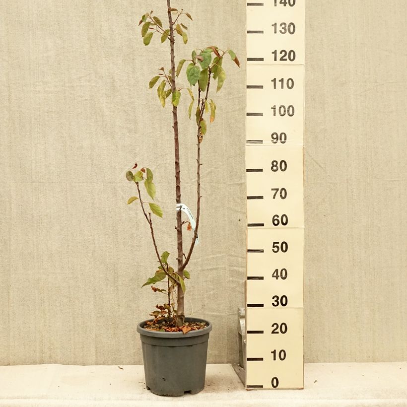 Spécimen de Pommier colonnaire Ballerina Maypole Pot de 7,5L/10L, Colonnaire tel que livré en été