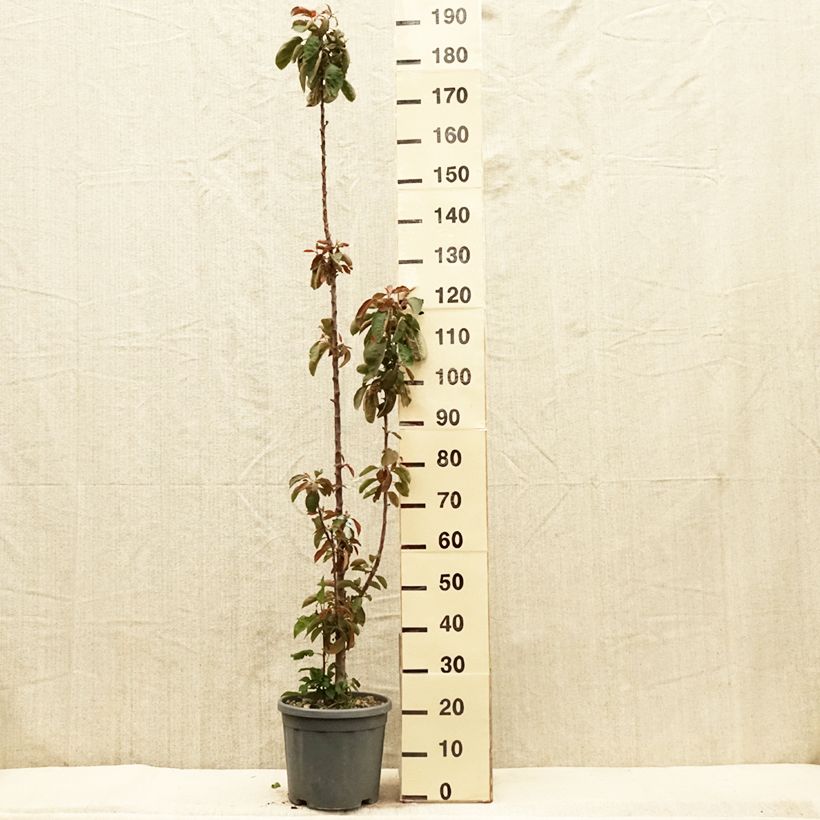 Spécimen de Pommier colonnaire Ballerina Maypole 10l Pot de 7,5L/10L tel que livré au printemps