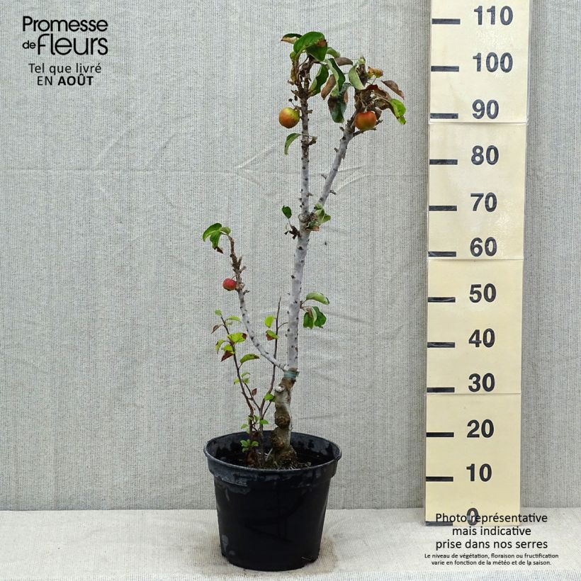 Spécimen de Pommier colonnaire Ballerina Valse Pot de 7,5L/10L, Colonnaire tel que livré en été