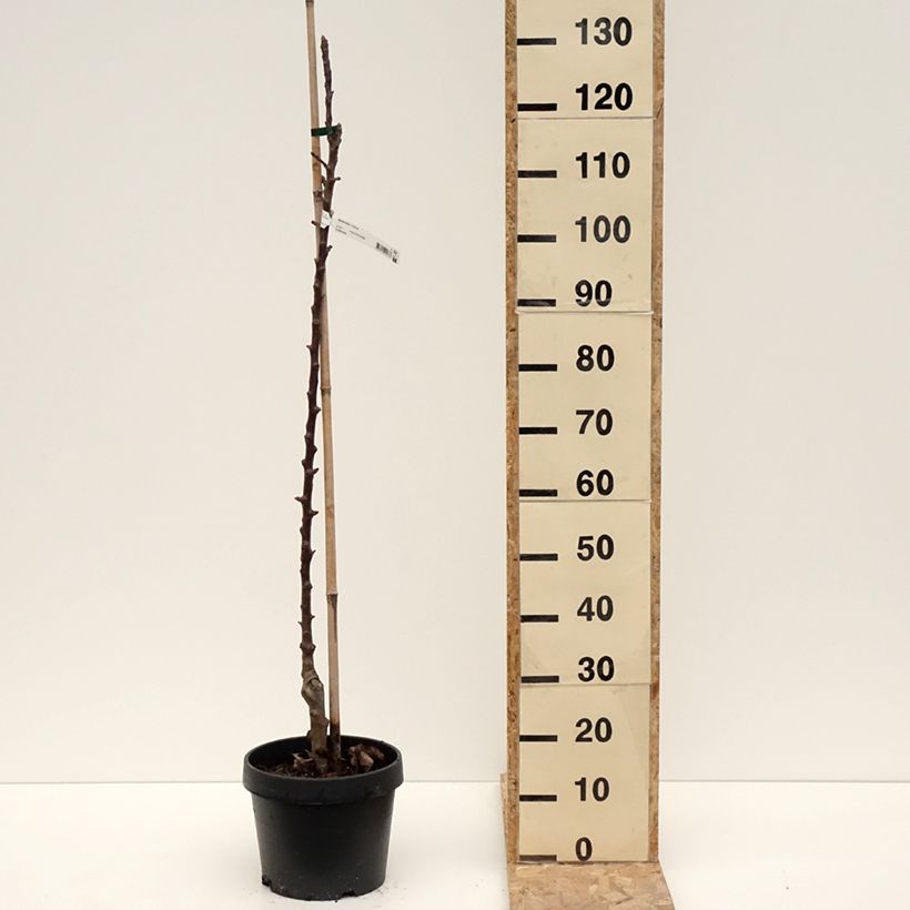 Spécimen de Pommier colonnaire Chinon - Georges Delbard Pot de 7.5L/10L tel que livré en hiver
