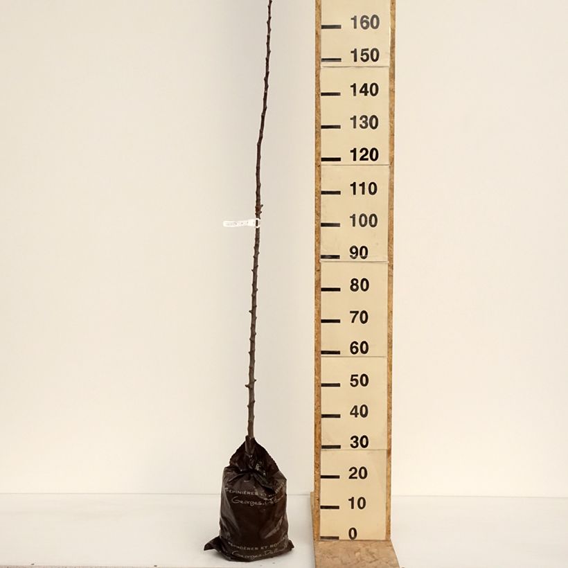 Spécimen de Pommier colonnaire Courson - Georges Delbard  Motte "Prêt-à-planter", ColonnaireHauteur livrée env. 150/+cm tel que livré au printemps