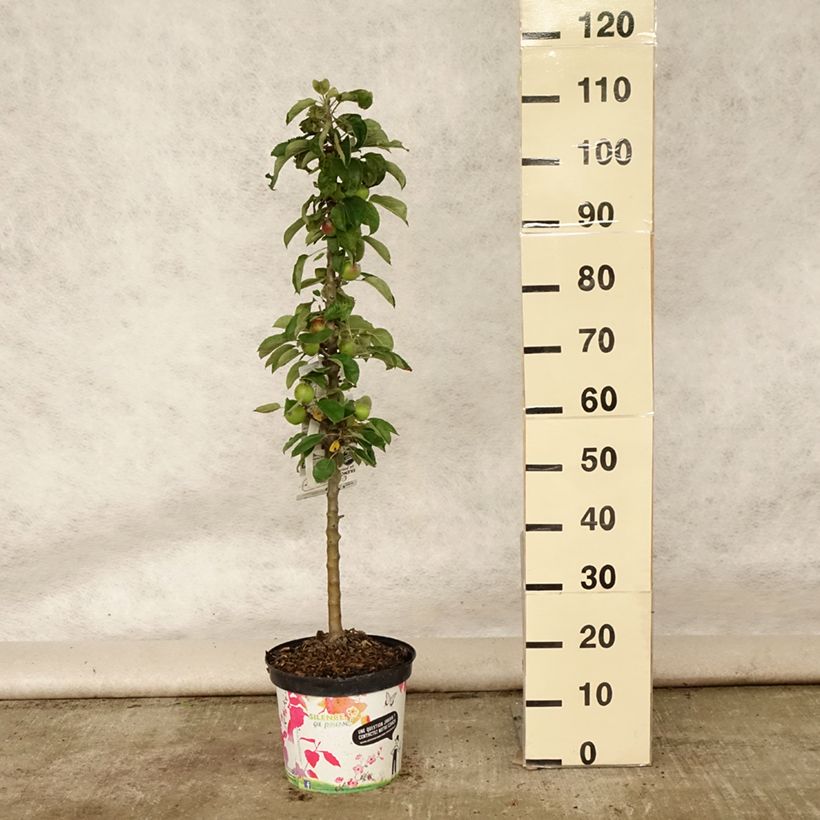 Spécimen de Pommier colonnaire Rondo Pot de 6L/7L, Colonnaire tel que livré en été