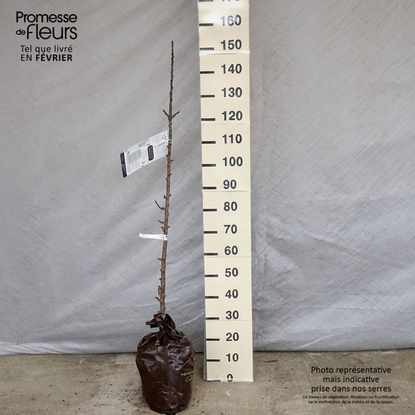 Spécimen de Pommier colonnaire Courson - Georges Delbard  Motte "Prêt-à-planter", ColonnaireHauteur livrée env. 150/+cm tel que livré en hiver
