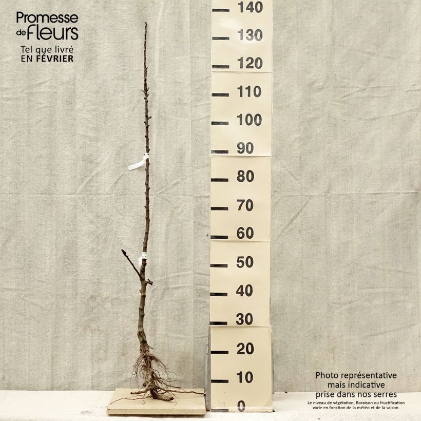 Spécimen de Pommier colonnaire Courson - Georges Delbard  Grandes Racines nues, ColonnaireHauteur livrée env. 70/100cm tel que livré en hiver
