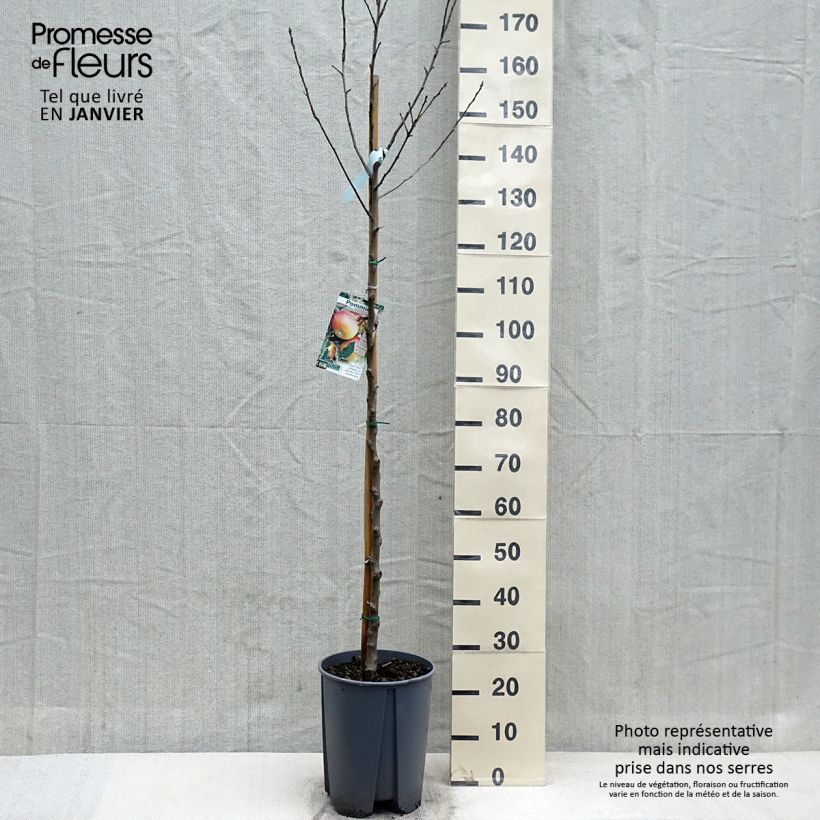 Spécimen de Pommier Cox's Orange Pippin Pot de 7,5L/10L, Demi-Tige tel que livré en automne