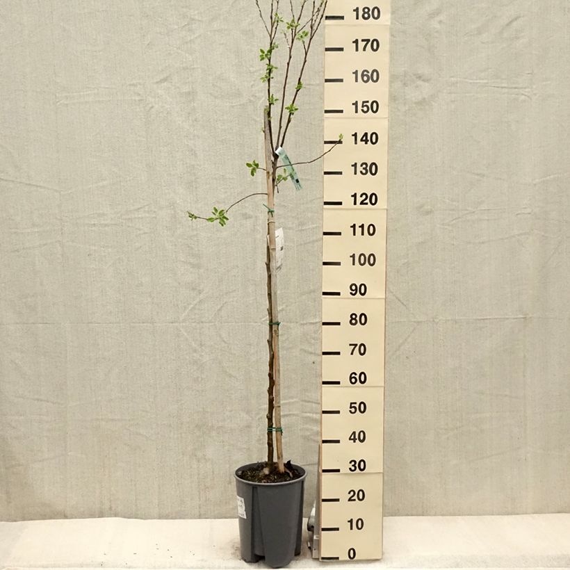 Spécimen de Pommier Cox's Orange Pippin Pot de 7,5L/10L, Demi-TigeHauteur livrée env. 150/175cm tel que livré au printemps