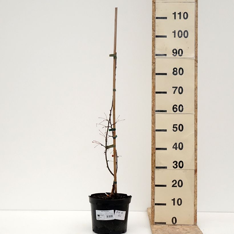 Spécimen de Pommier d'ornement - Malus Adirondack - Pot de 4L/5L tel que livré en hiver