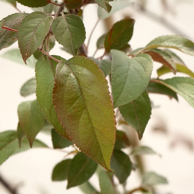 Pommier d'ornement - Malus Coccinella Courtarou (Feuillage)