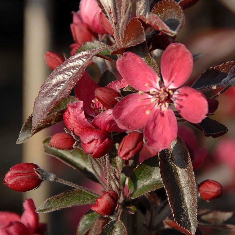 Pommier d'ornement - Malus Dark Rosaleen (Floraison)