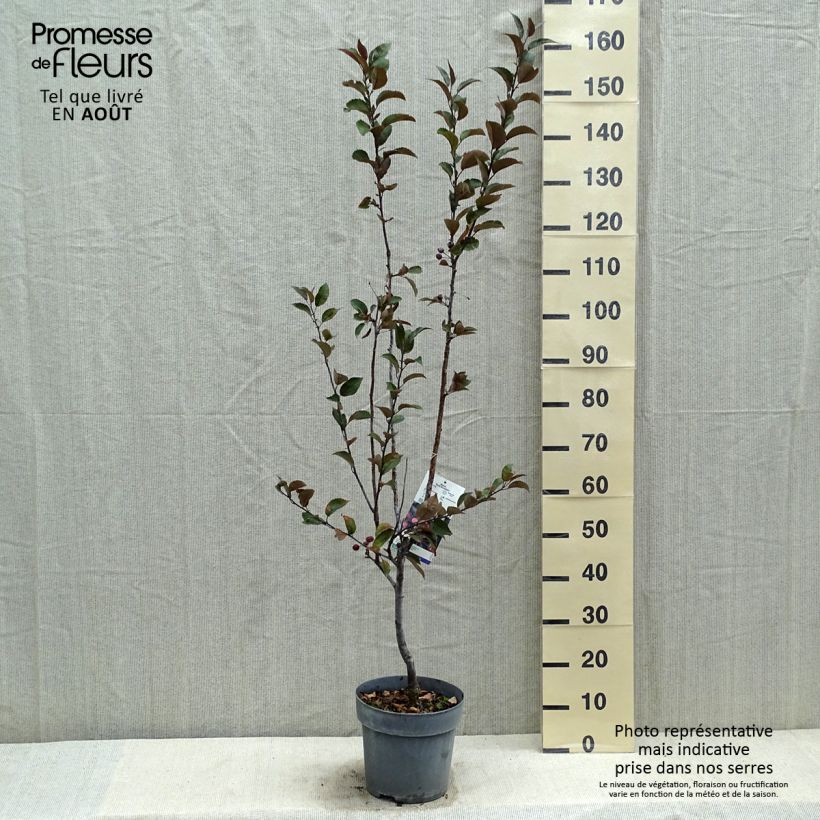 Spécimen de Pommier d'ornement - Malus Dark Rosaleen Pot de 6L/7L tel que livré en été