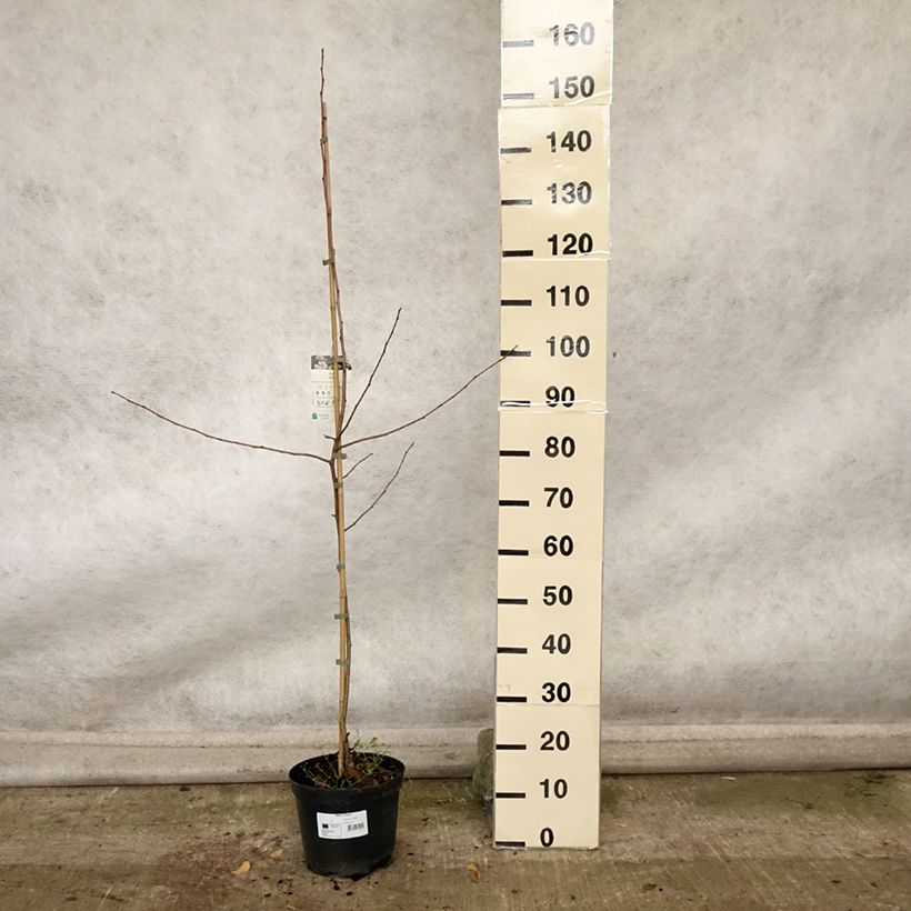 Spécimen de Pommier d'ornement - Malus Dolgo Pot de 4L/5L tel que livré en automne