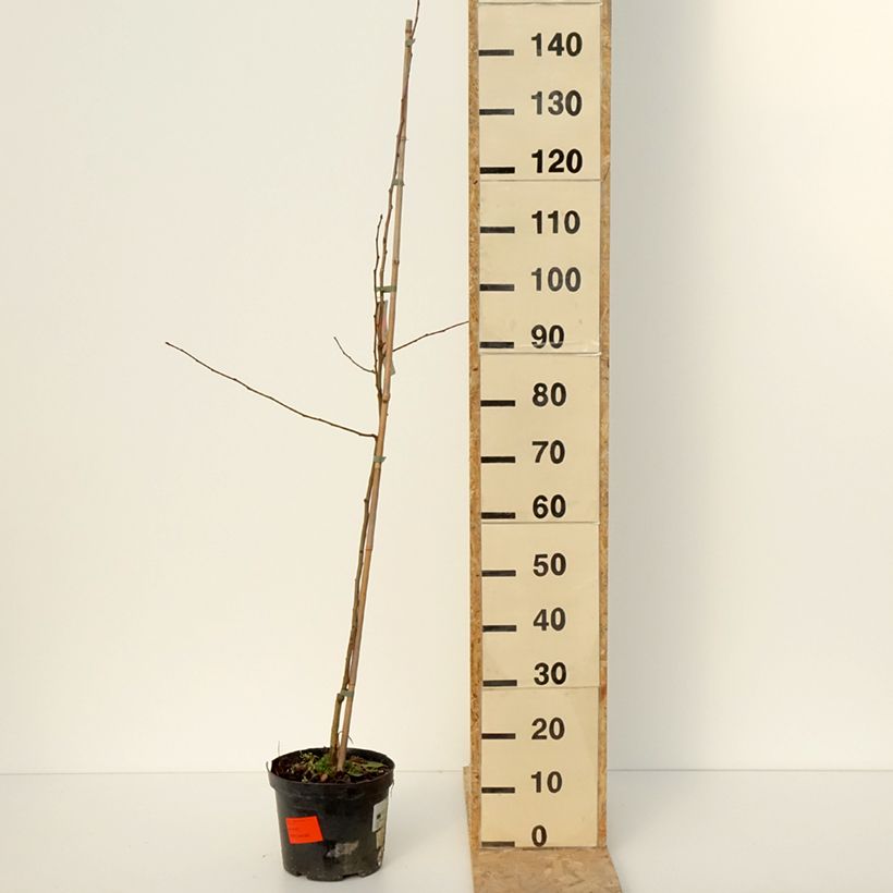 Spécimen de Pommier d'ornement - Malus Dolgo - Pot de 4L/5L tel que livré en hiver