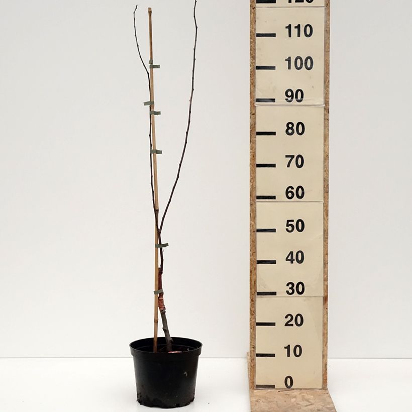 Spécimen de Pommier d'ornement - Malus Eleyi - Pot de 4L/5L tel que livré en hiver