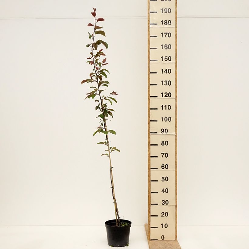 Spécimen de Pommier d'ornement - Malus Eleyi Pot de 4L/5L tel que livré au printemps