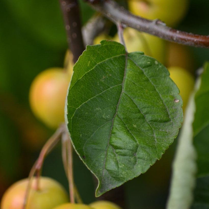 Pommier d'ornement - Malus Golden Hornet (Feuillage)