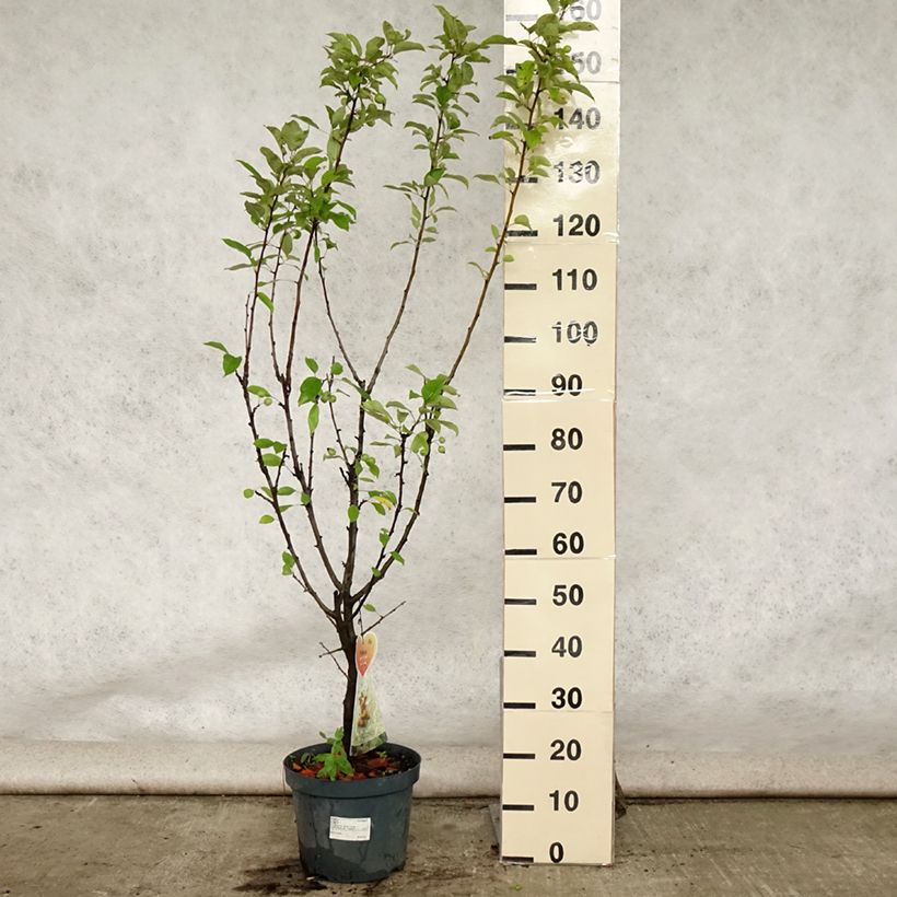 Spécimen de Pommier d'ornement - Malus Golden Hornet Pot de 7,5L/10L tel que livré en été