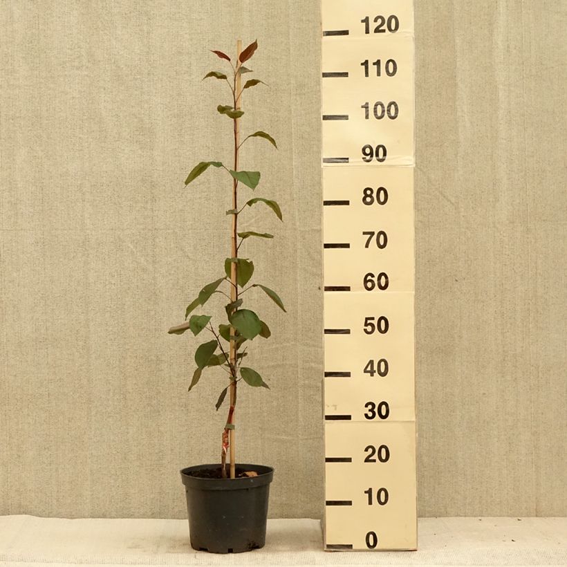 Spécimen de Pommier d'ornement - Malus Hopa Pot de 4L/5L tel que livré en été