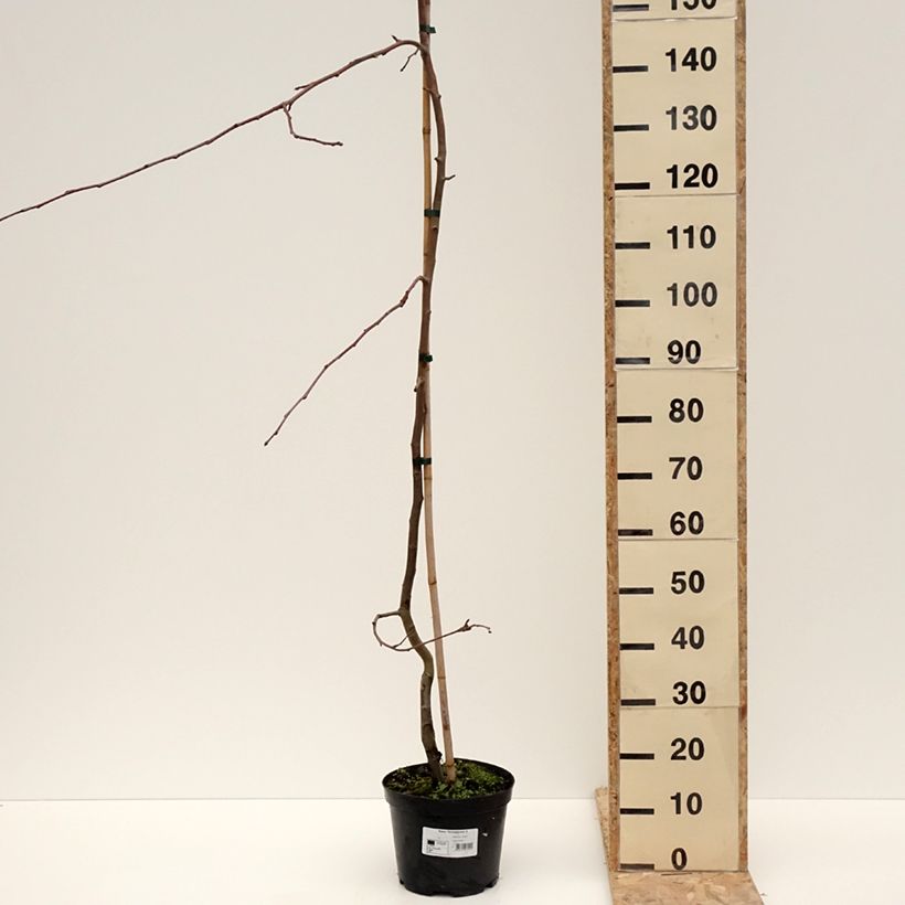 Spécimen de Pommier d'ornement - Malus Hyvingiensis - Pot de 4L/5L tel que livré en hiver