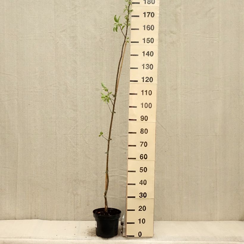 Spécimen de Pommier d'ornement - Malus John Downie en pot de 4L/5L tel que livré au printemps