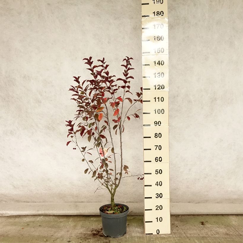 Spécimen de Pommier d'ornement - Malus Liset Pot de 7,5L/10L tel que livré en été