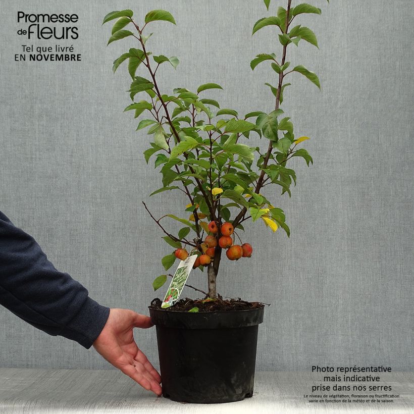 Spécimen de Pommier d'ornement - Malus Perpetu Evereste Pot de 3L/4L tel que livré en automne