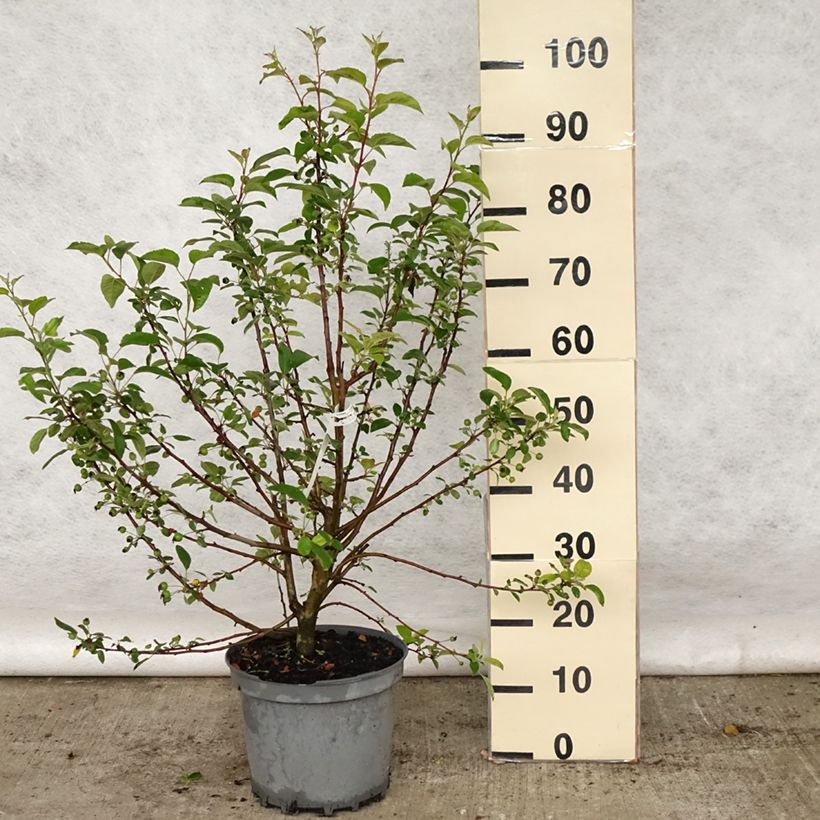 Spécimen de Pommier d'ornement - Malus Perpetu Evereste en pot de 7L Touffe tel que livré au printemps