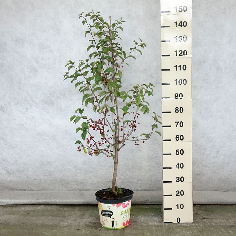 Spécimen de Pommier d'ornement - Malus Red Jewel Pot de 7,5L/10L, Quenouille tel que livré en été