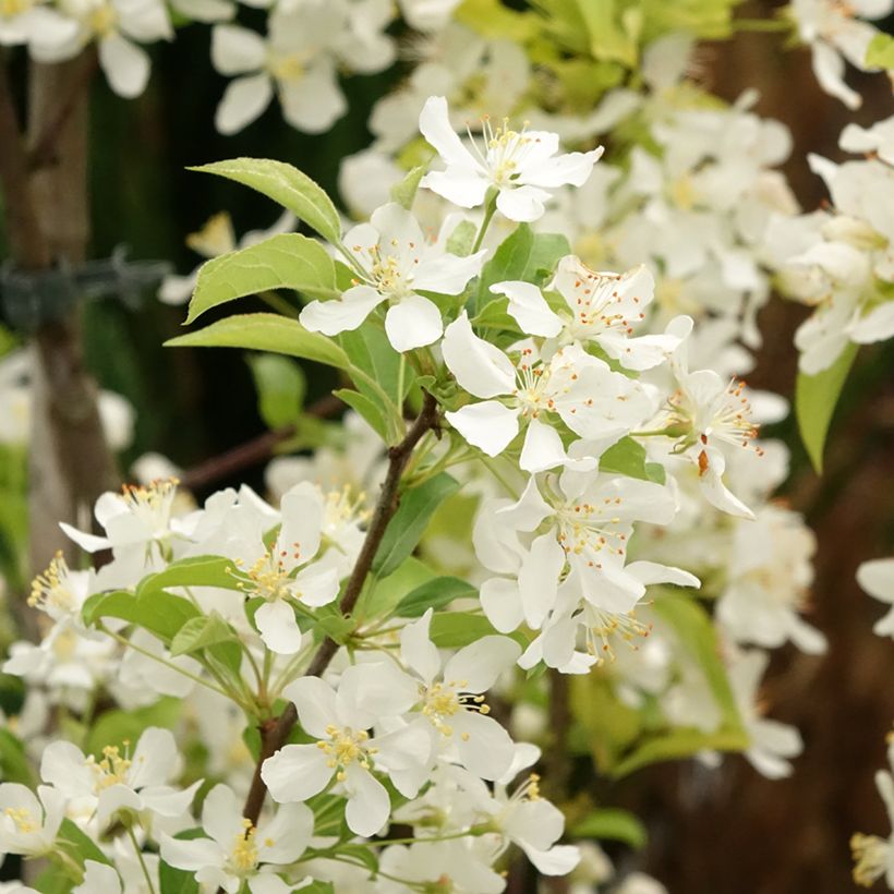 Pommier d'ornement - Malus Red Jewel (Floraison)