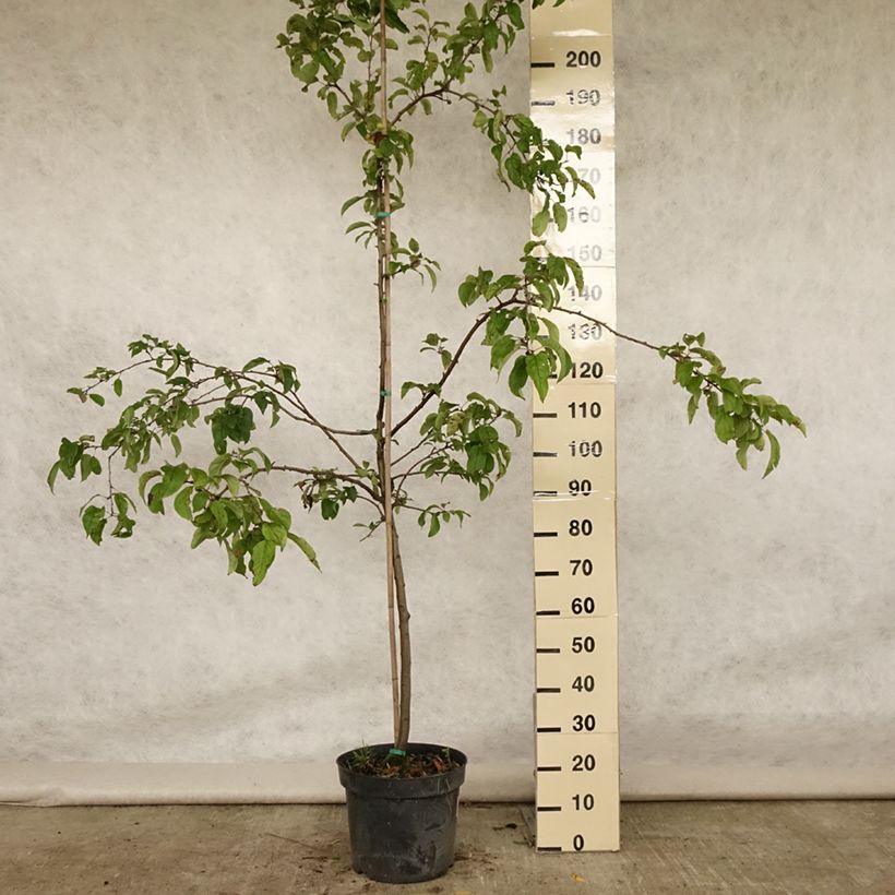 Spécimen de Pommier d'ornement - Malus Red Sentinel  Pot de 7,5L/10L tel que livré en été