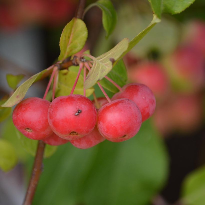 Exemple de spécimen de Pommier d'ornement - Malus Red Sentinel  Pot de 6L/7L tel que livré
