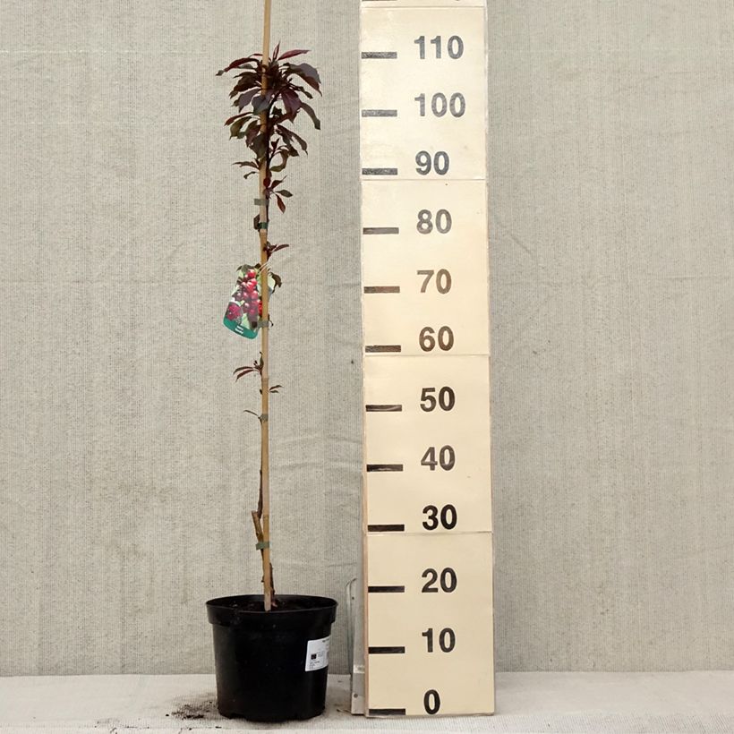 Spécimen de Pommier d'ornement - Malus Royalty en pot de 4L/5L tel que livré au printemps