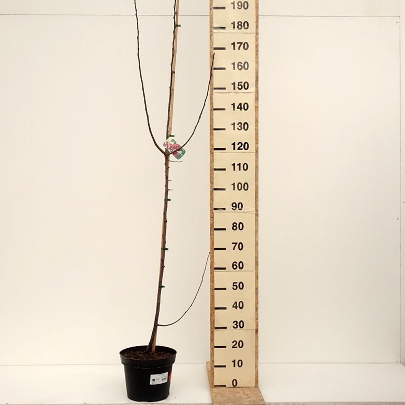 Spécimen de Pommier d'ornement - Malus Royalty Pot de 10L tel que livré en hiver