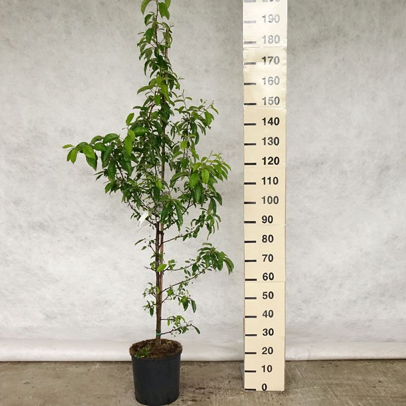 Spécimen de Pommier d'ornement - Malus Sugar Tyme Pot de 12L/15L tel que livré au printemps