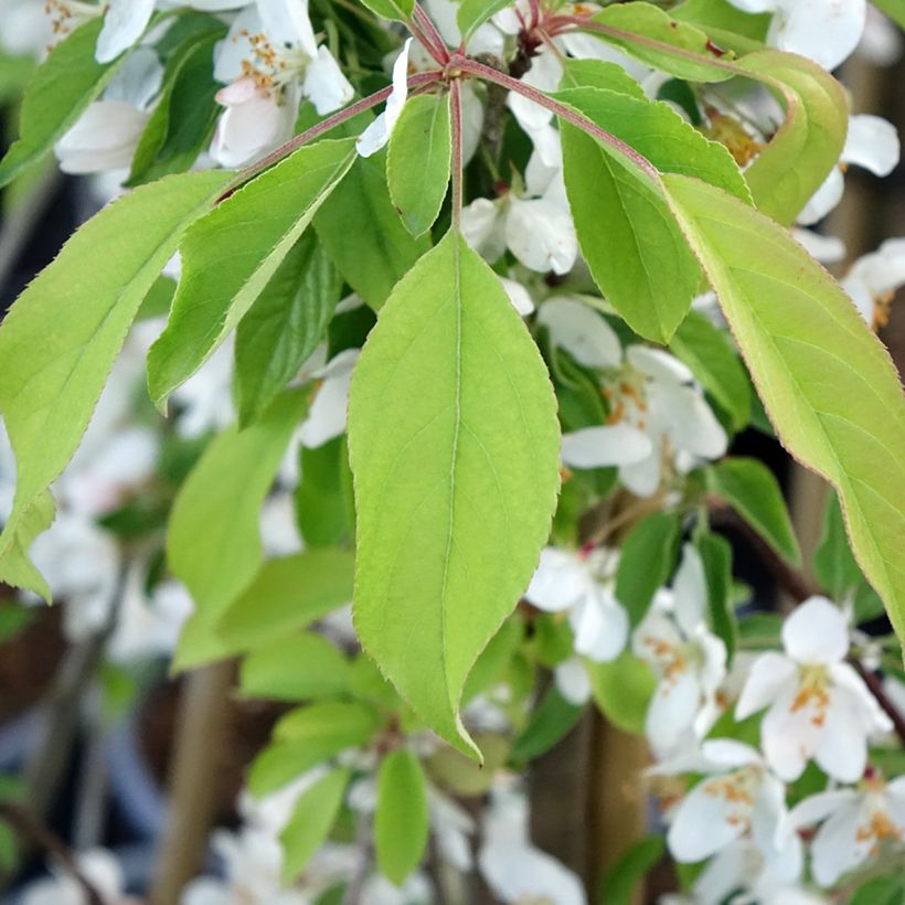 Pommier d'ornement - Malus Sugar Tyme (Feuillage)