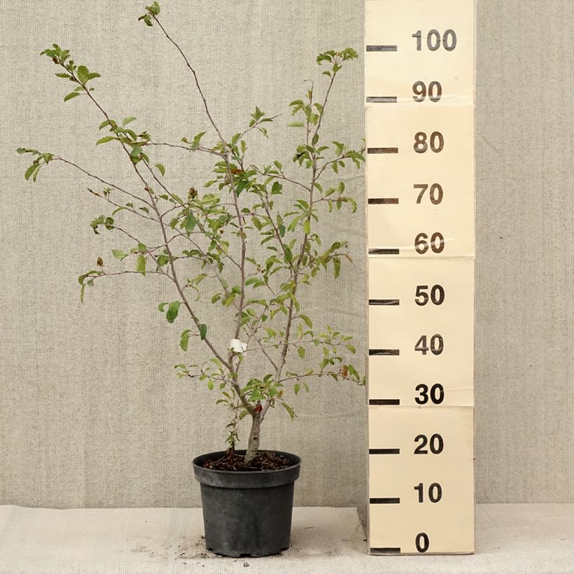 Spécimen de Pommier d'ornement - Malus toringo Brouwers Beauty  Pot de 4L/5L tel que livré en été