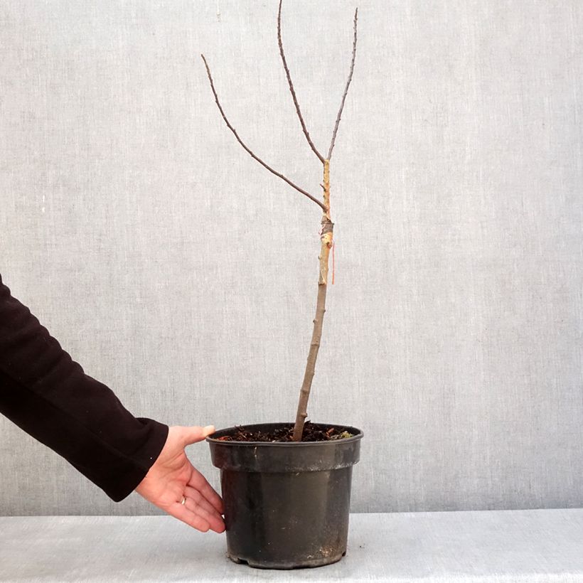 Spécimen de Pommier d'ornement POM'ZAI - Malus Pot de 4L/5L, TigeHauteur livrée env. 50/60cm tel que livré en hiver