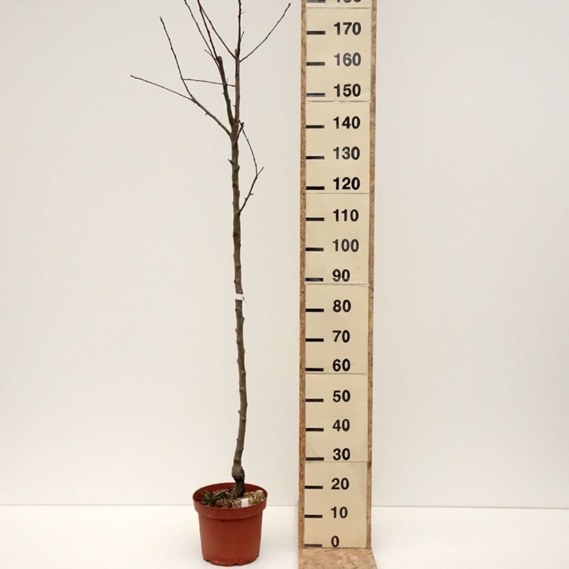 Spécimen de Pommier Double Belle Fleur - Pot de 7,5L/10L - 1016 tel que livré en hiver