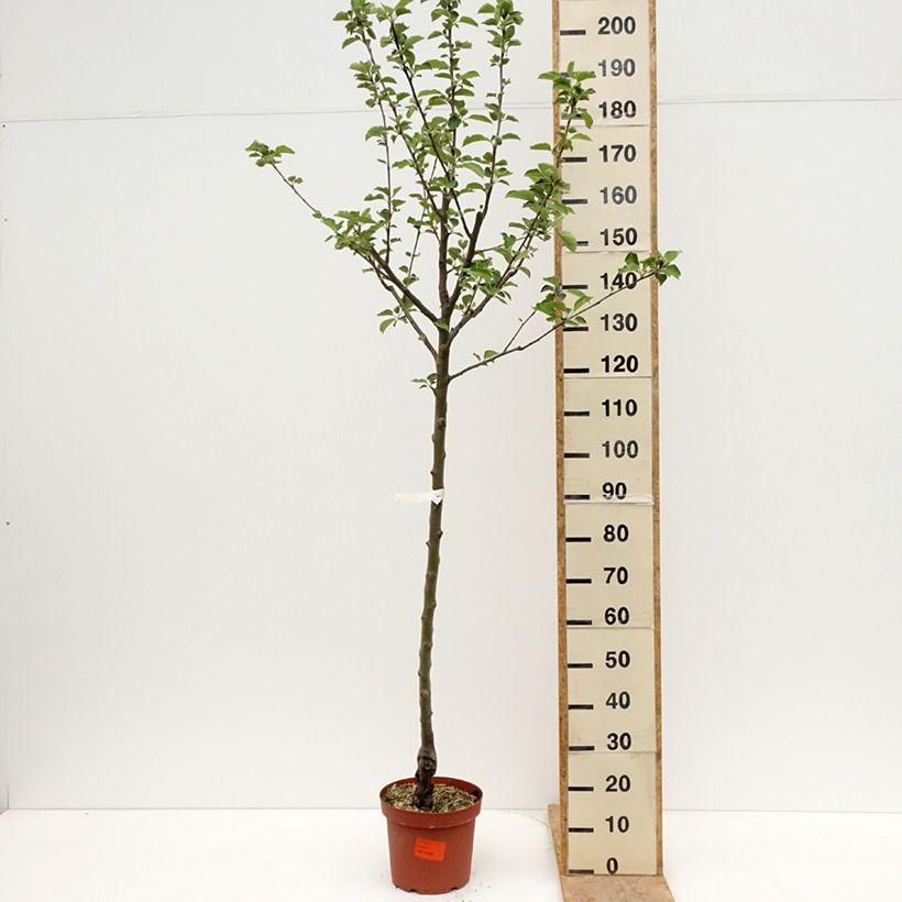 Spécimen de Pommier Double Belle Fleur Pot de 7,5L/10L, Demi-Tige tel que livré au printemps