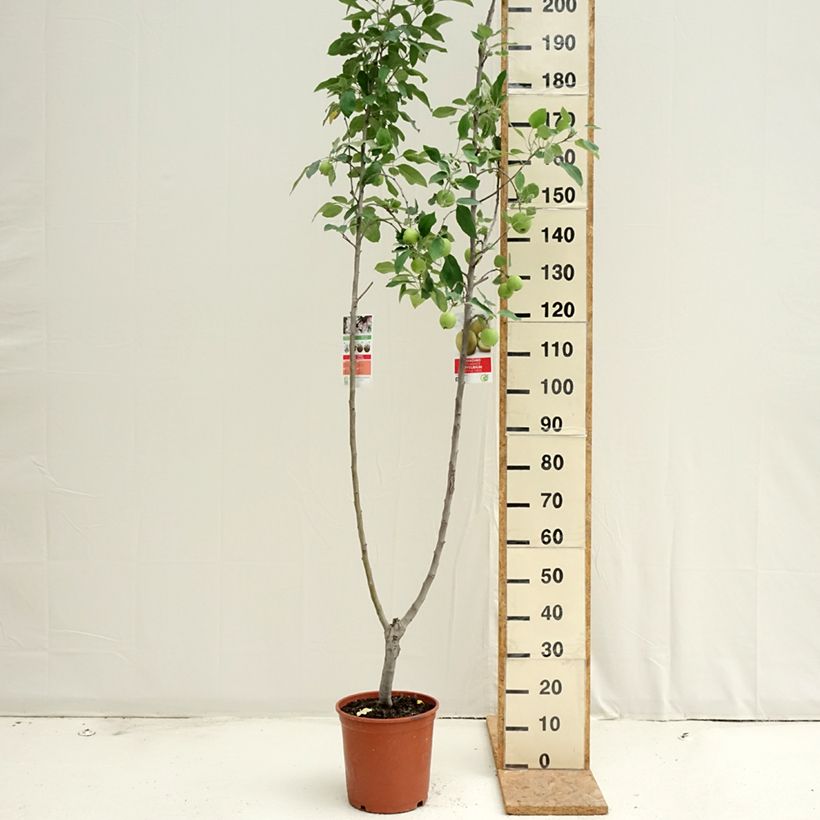 Spécimen de Pommier Duo Gala et Golden Delicious Pot de 7,5L/10L tel que livré en été