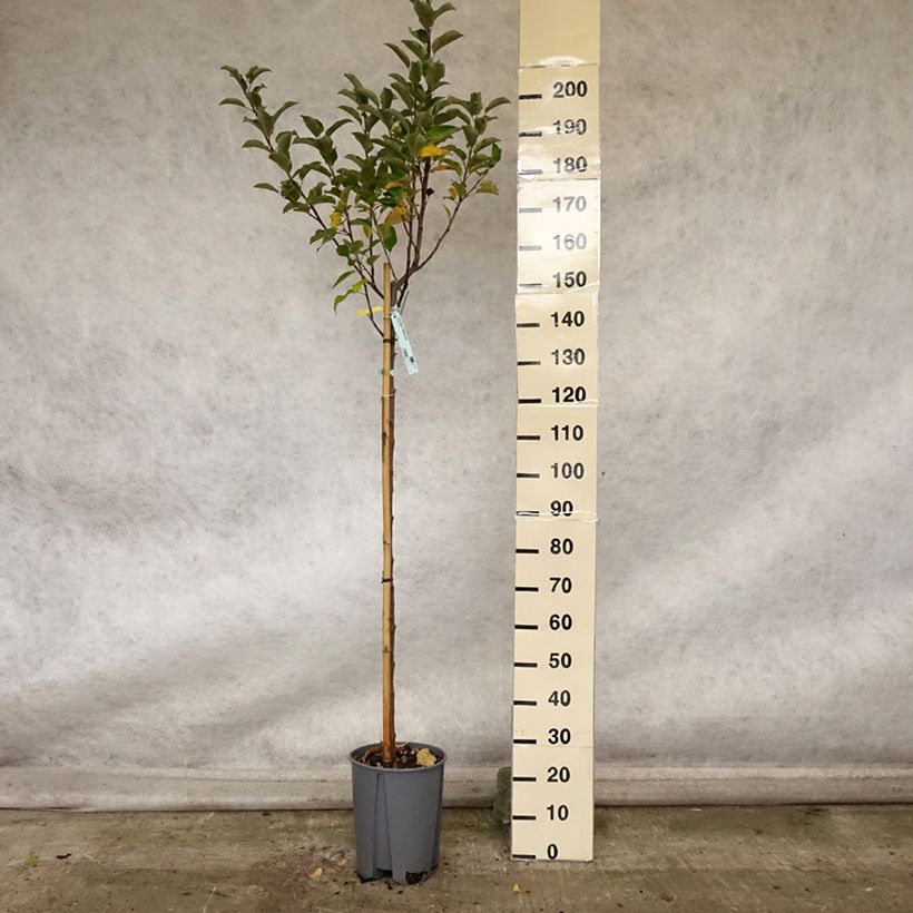 Spécimen de Pommier Elstar Pot de 7,5L/10L, Demi-Tige tel que livré en automne