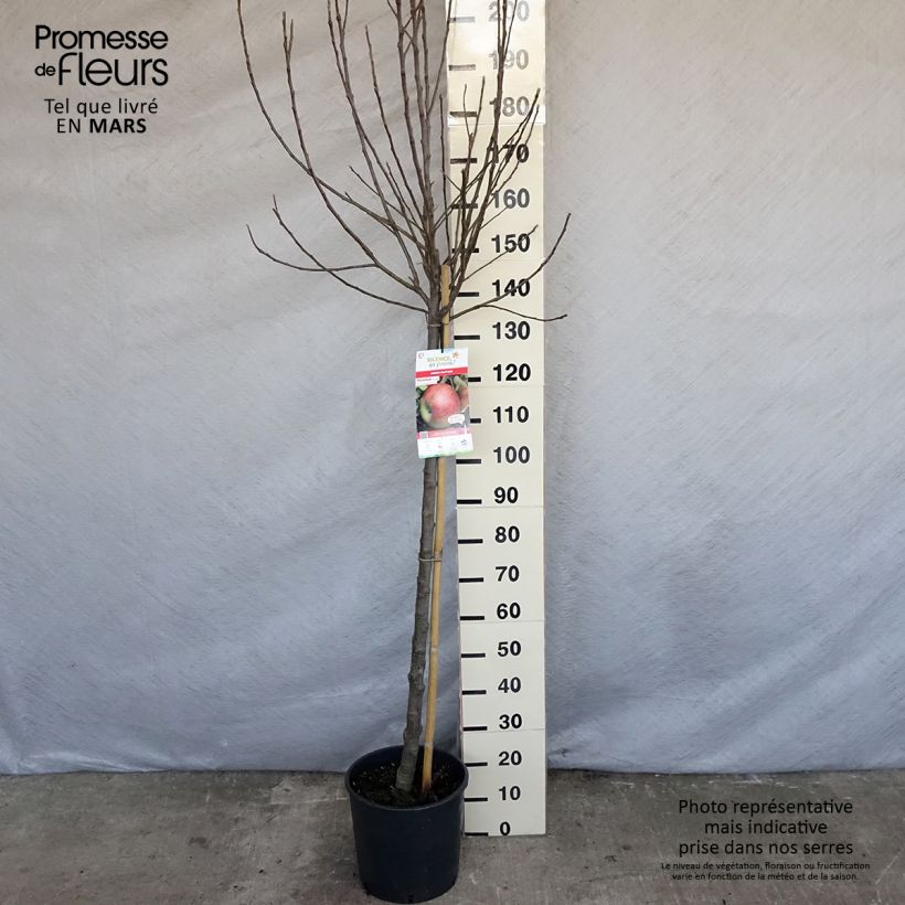 Spécimen de Pommier Elstar - Demi-tige en pot de 7.5L/ 10L tel que livré au printemps