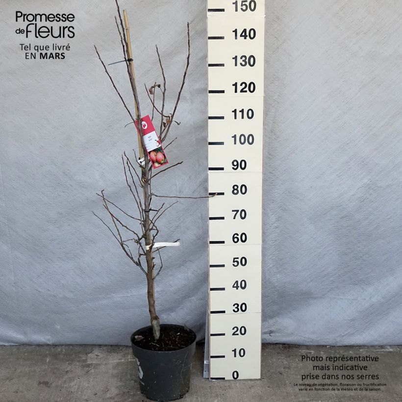 Spécimen de Pommier Elstar - Gobelet en pot de 10L tel que livré au printemps