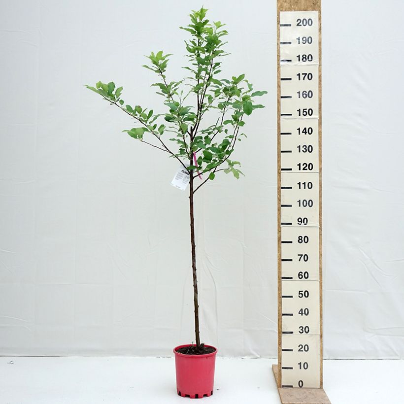 Spécimen de Pommier Fuji Pot de 7,5L/10L, Demi-Tige tel que livré au printemps