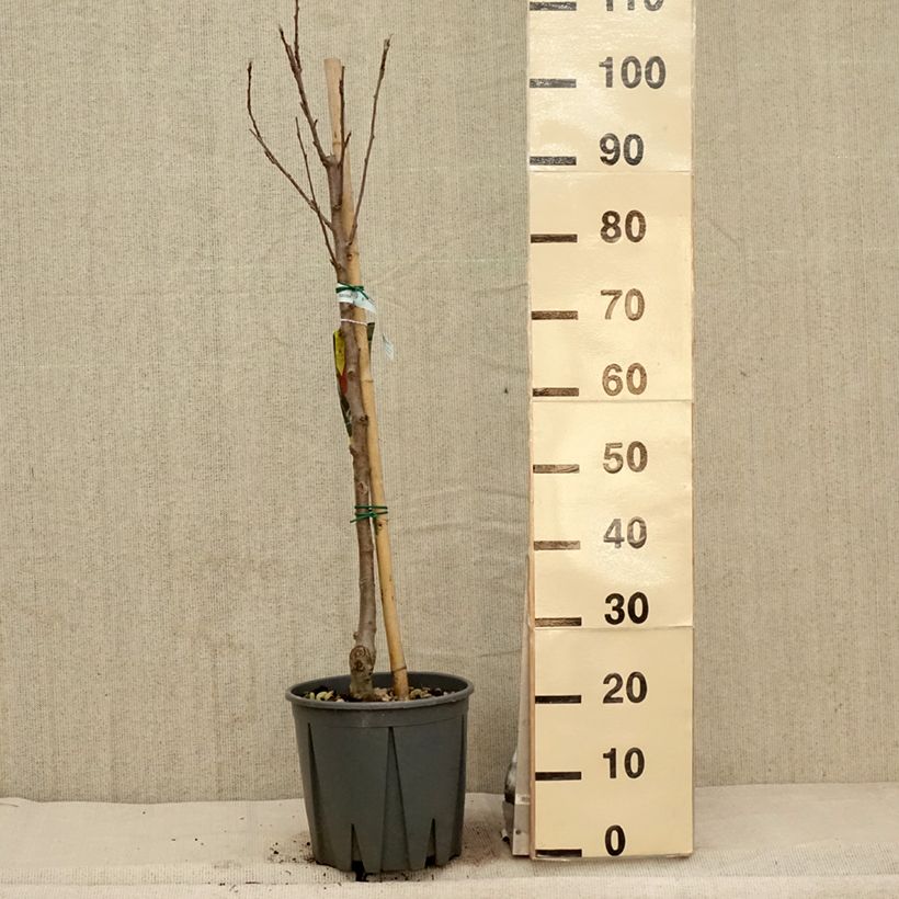 Spécimen de Pommier Fuji Pot de 7,5L/10L tel que livré au printemps
