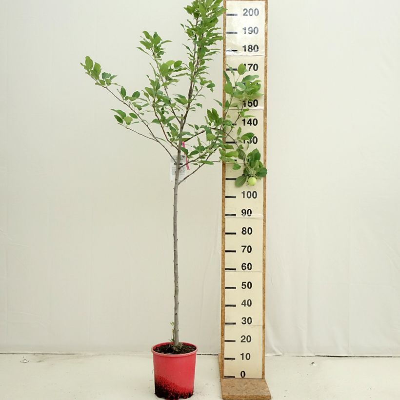 Spécimen de Pommier Fuji Pot de 7,5L/10L, Demi-Tige tel que livré en été