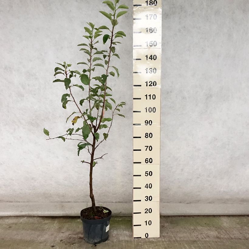 Spécimen de Pommier Gala Pot de 7,5L/10L, Gobelet tel que livré en été