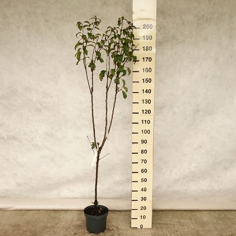 Spécimen de Pommier Gloster Pot de 7,5L/10L, Gobelet tel que livré en été