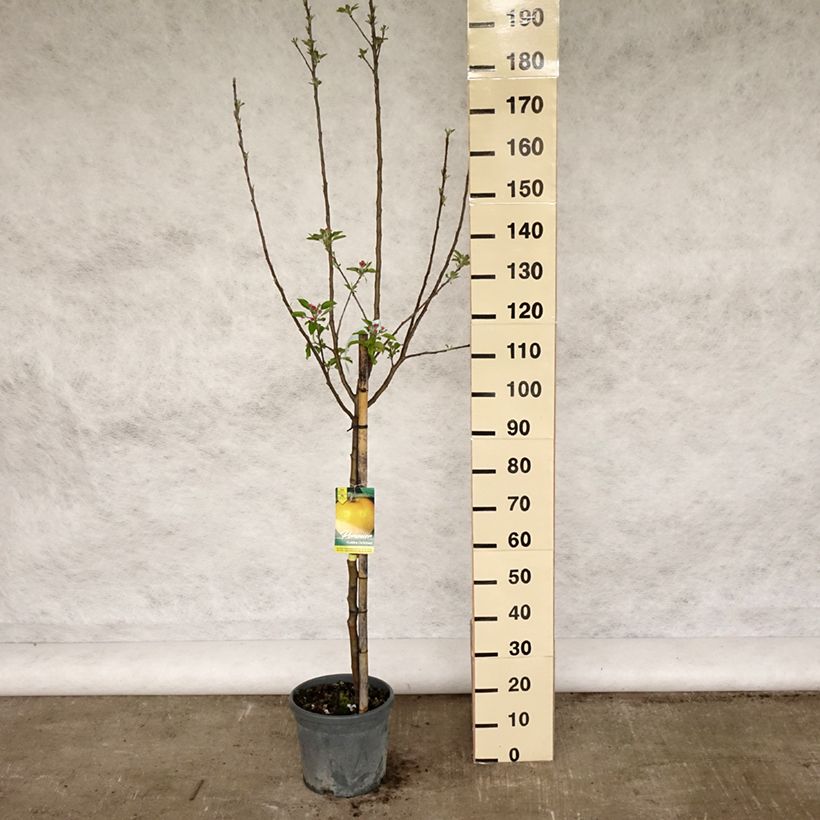 Spécimen de Pommier Golden Delicious - Gobelet en pot de 10L tel que livré au printemps