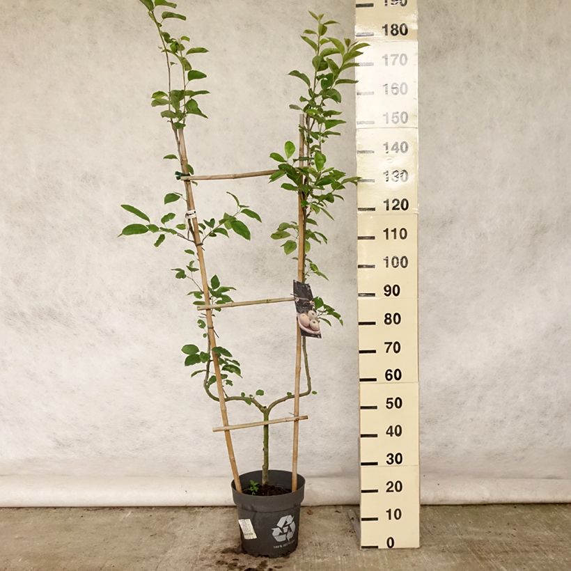 Spécimen de Pommier Golden Delicious Pot de 7,5L/10L, Palmette simple U tel que livré en été