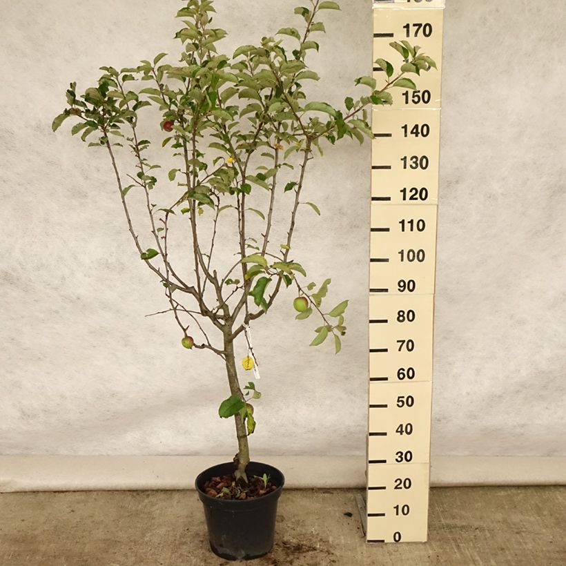 Spécimen de Pommier Grand Alexandre Pot de 7,5L/10L, Gobelet tel que livré en été